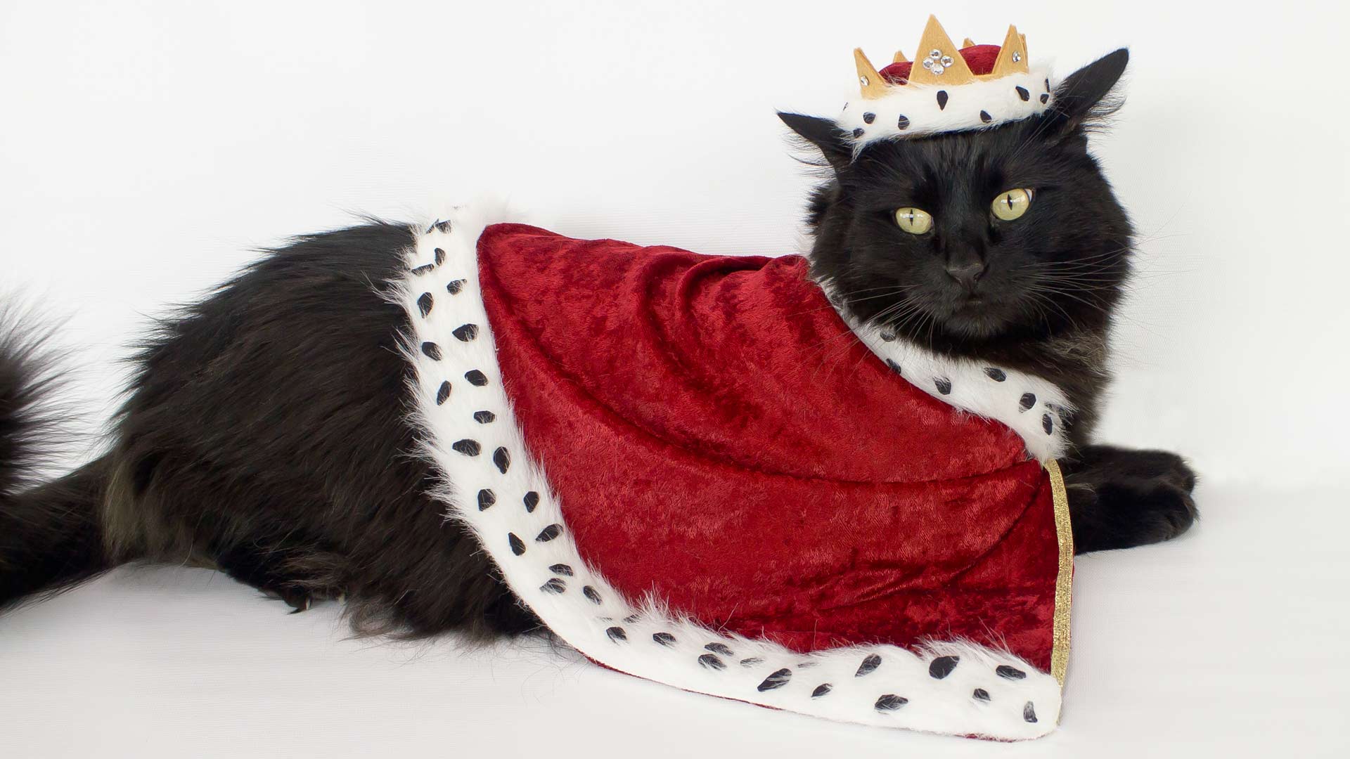 Кот в королевском костюме