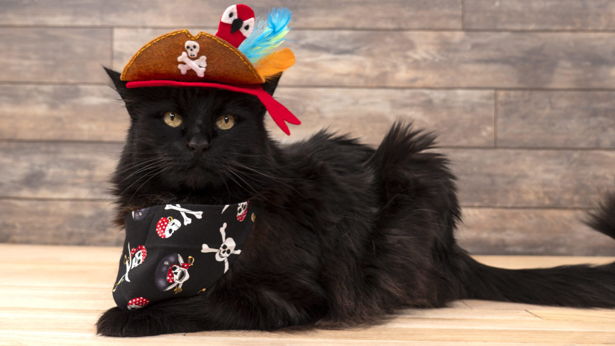 Pirate Pet Costume